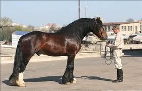 Russian Heavy Draft - horse Breeds | ცხენის ჯიშები| cxenis jishebi